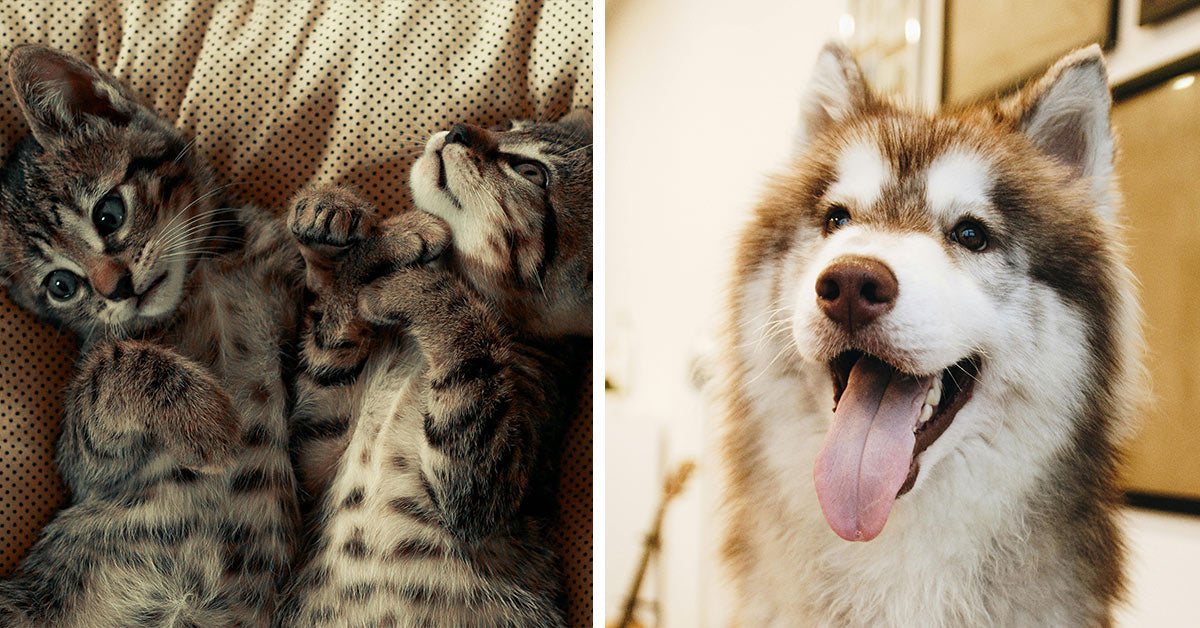 Sports activities Followers Are Naming Their Pets After Their Heroes Sports activities Followers Are Naming Their Pets After Their Heroes