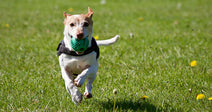 A dog with a green ball runs across a grassy field.