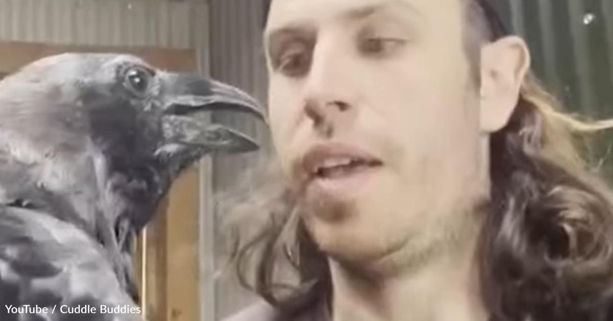 Pet Rave Abandoned and Mistreated – Pet Raven Learns to Trust Again | The Animal ...