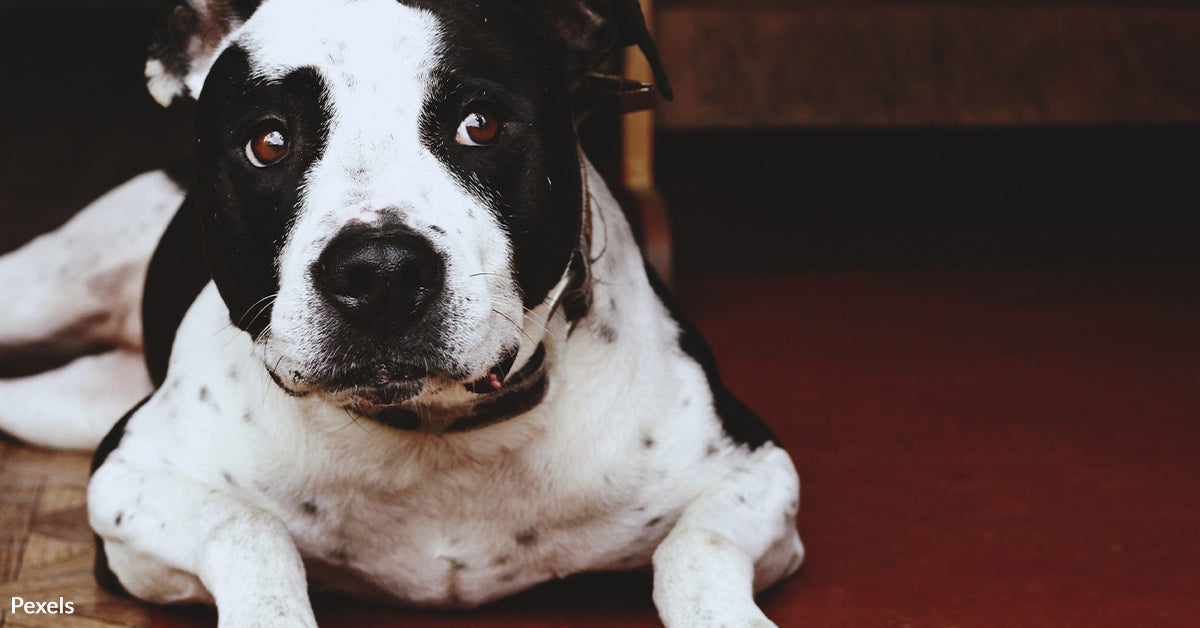 New Law Protects Pet Owners From Pet Rent and Breed Discrimination ...