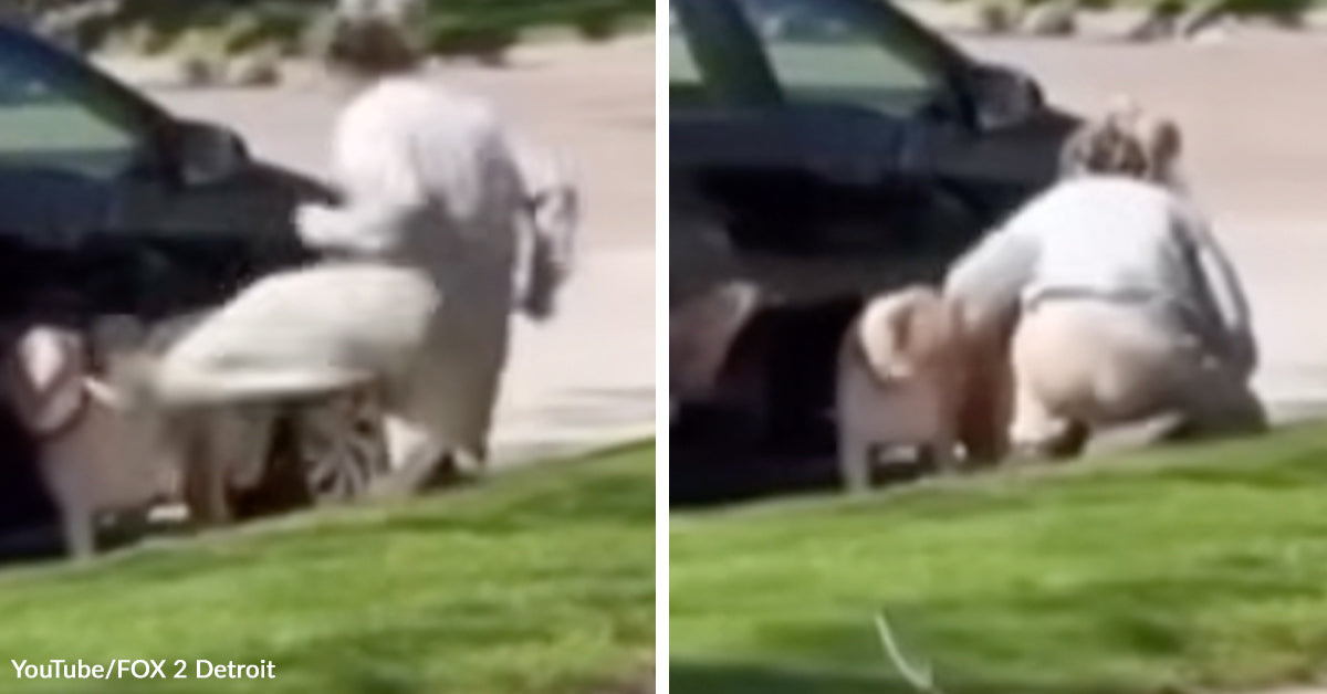 Prosecutors Charge Pet Sitter After Video Shows Ruthless Dog Beating