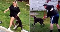 Woman walking on a grassy lawn as an energetic brown dog jumps up beside her, paired with a man outside preparing to throw a red ball for the same dog.
