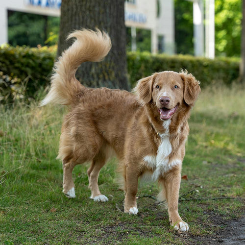Stop Basement Butchers—Call For A Federal Ban On Tail Mutilation