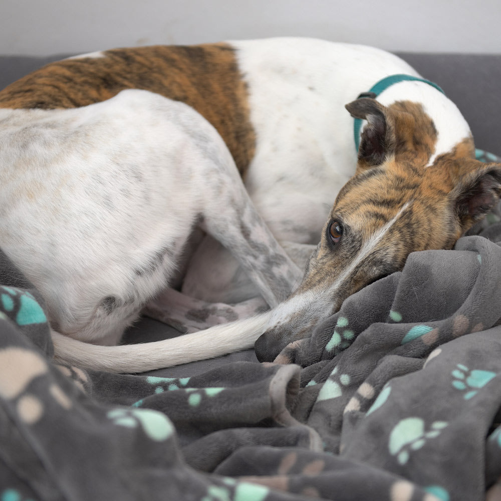 Stop Basement Butchers—Call For A Federal Ban On Tail Mutilation