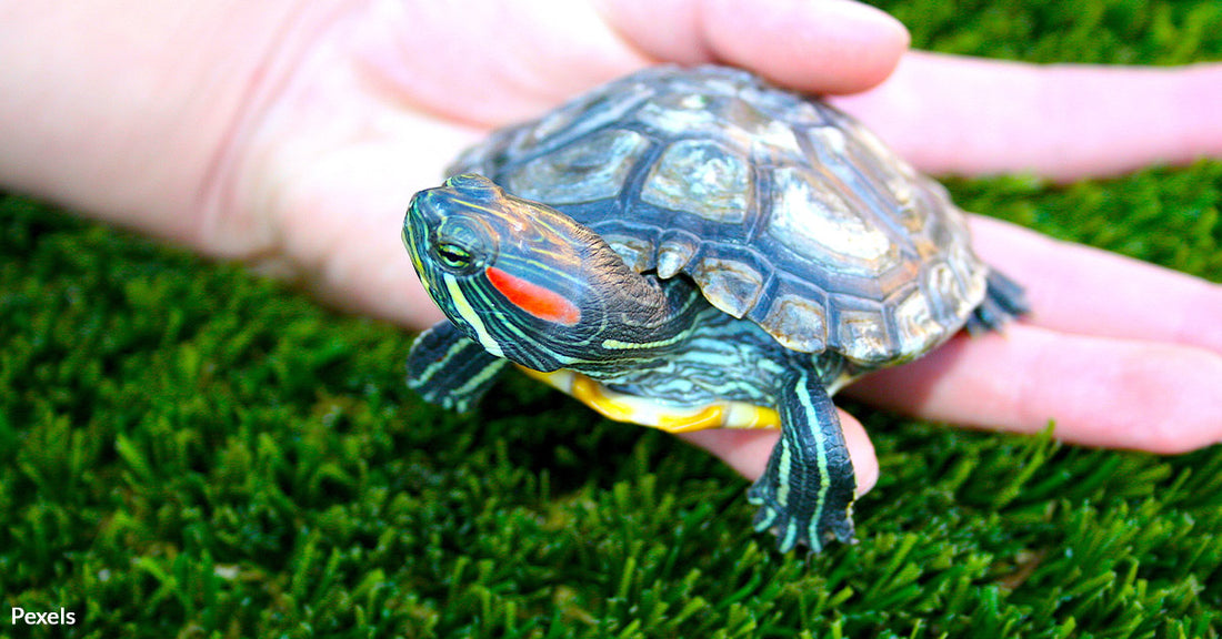 Pet Turtles Linked To Salmonella Outbreak Putting Human Safety At Risk