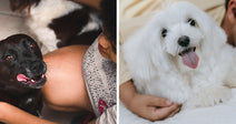 Split image showing a black dog beside a child on the left and a fluffy white dog with its tongue out on a bed on the right.