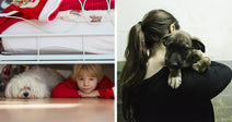 Split image of a child and white dog under a bed and a person holding a small puppy over their shoulder indoors.
