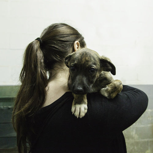 Person holding a small puppy over their shoulder inside a kennel or shelter environment.