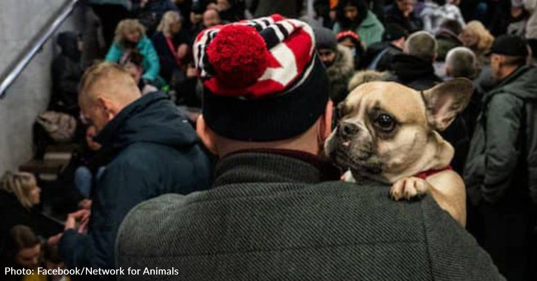 Ukrainians Fleeing With Their Pets Are Welcomed With Open Arms In Several Bordering Countries