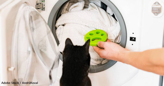 How to Keep Your Pet Safe While Doing Your Spring Cleaning