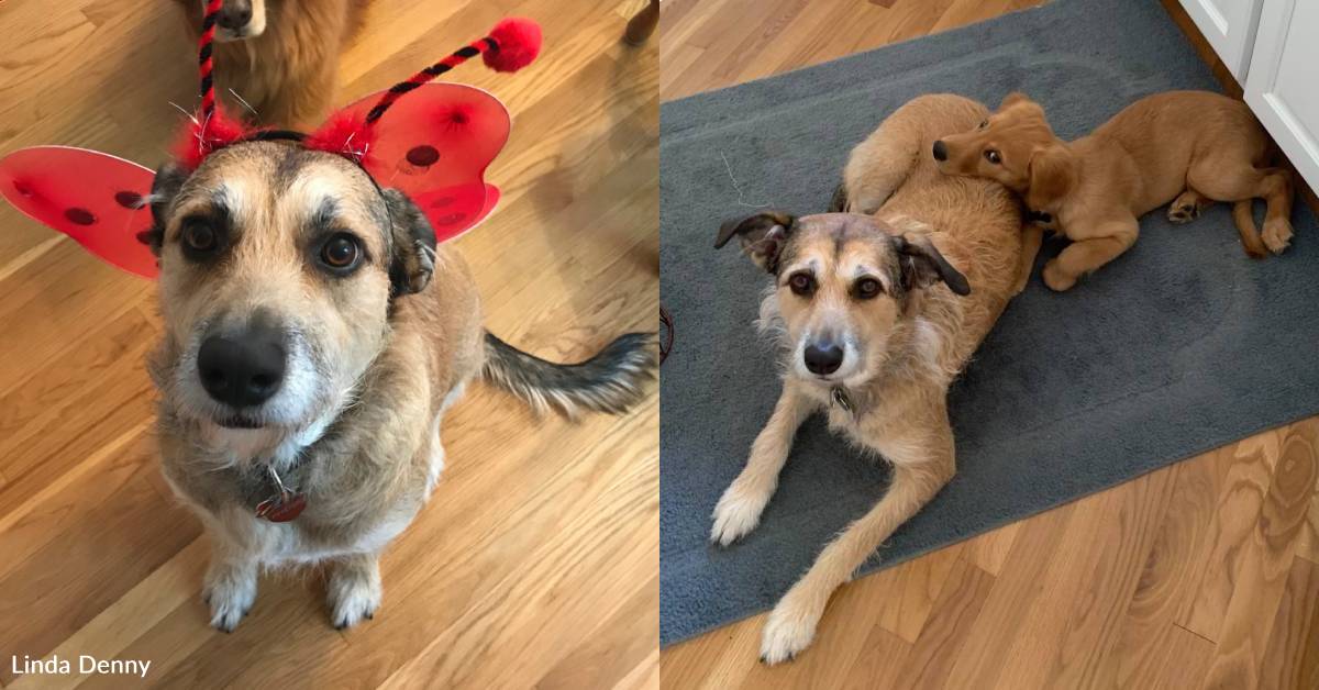 Foster Fail Woman Decides to Volunteer at Shelter, Immediately Has a Foster Fail ...