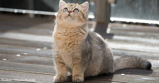 Woman Fixated On One Cat at Shelter Hears a Meow From Elsewhere That Immediately Captures Her Heart