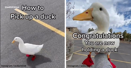 Wrinkle The Duck Demonstrates How You Can Easily Pick Up A Duck