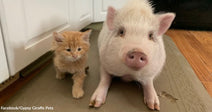 Small orange kitten standing beside a white pig on a kitchen floor, both facing forward.