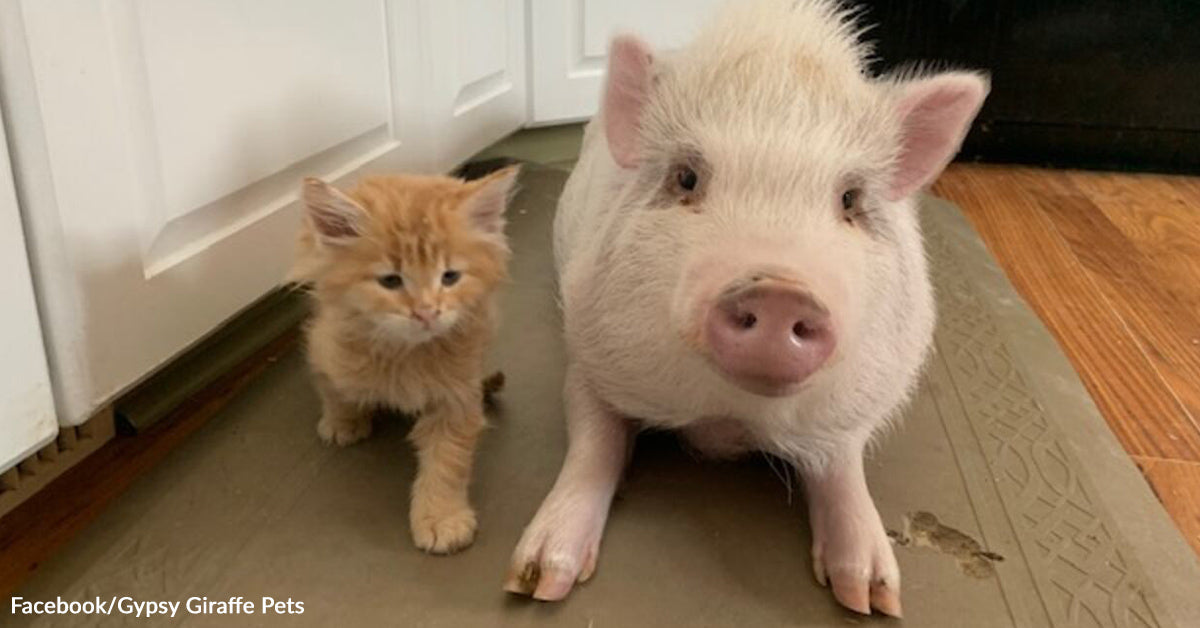 Kitten And Pig Kind Unlikely Bond And Refuse To Be Aside Kitten And Pig Kind Unlikely Bond And Refuse To Be Aside