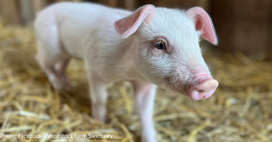 Piglet Who Fell Off Transport Truck Will Live The Rest Of Her Life At Sanctuary In Upstate, New York