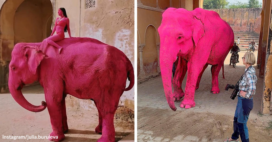 Backlash Erupts After Elderly Elephant Used For Viral Pink Photoshoot Prop Dies | The Animal Rescue Site