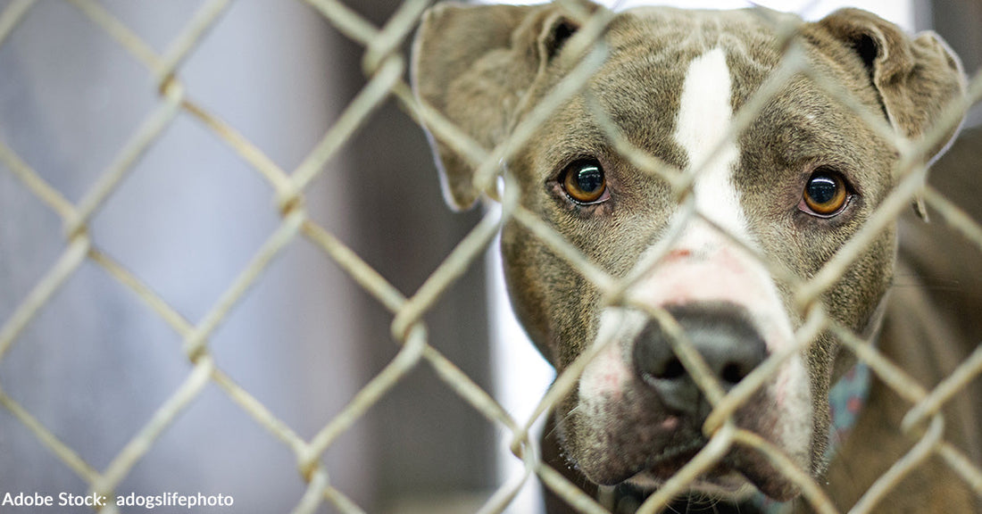 gray and white dog with sad eyes looking out of kennel