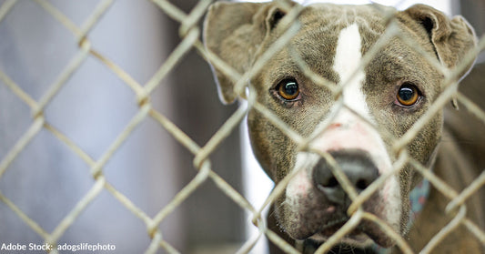 gray and white dog with sad eyes looking out of kennel