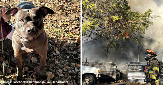 Pit Bull Saves Family From Burning House In Tennessee