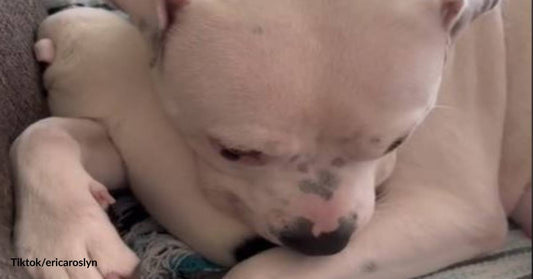 Motherhood Becomes Her: A Rescue Pit Bull Finds A Second Chance at Happiness with Her Newborn Pup