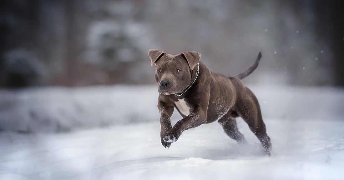 Pit bull dog running through the snow.