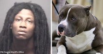 Mugshot of a man next to a close-up of a gray and white pit bull looking to the side.