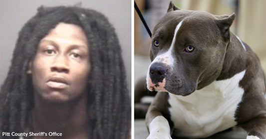Mugshot of a man next to a close-up of a gray and white pit bull looking to the side.