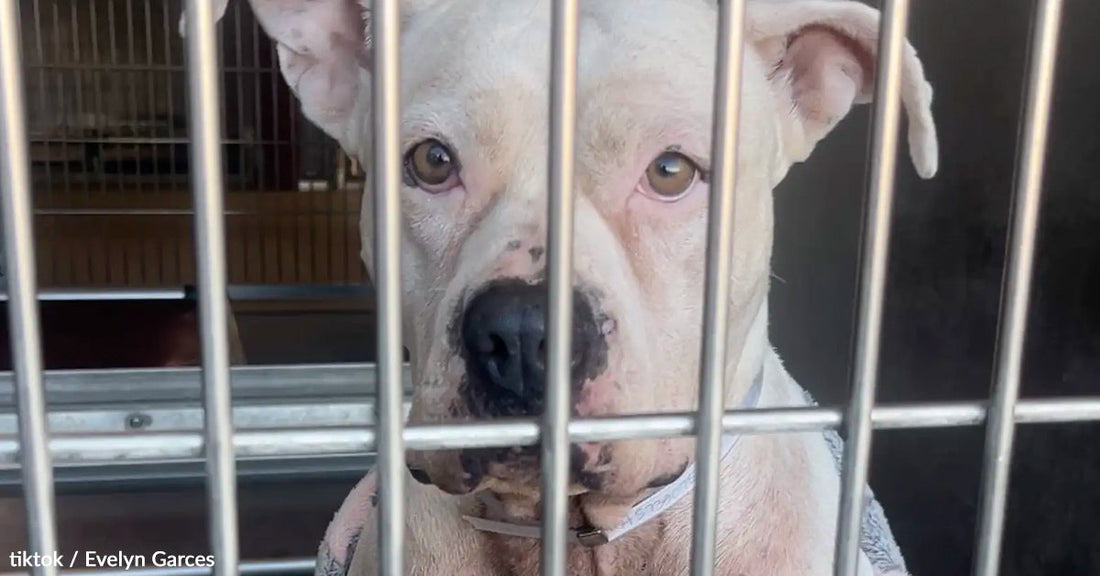 A worried white dog peers through metal cage bars in an animal shelter.