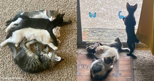 Stray Cat Has Kittens But Neighbor Isn't Sure Where, Finds Them Behind Their Bookshelves