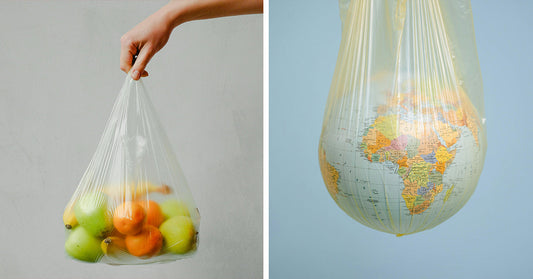 Coastal Wildlife Rebounds as States Tax Grocery Bags—But Are We Missing The Real Cost?