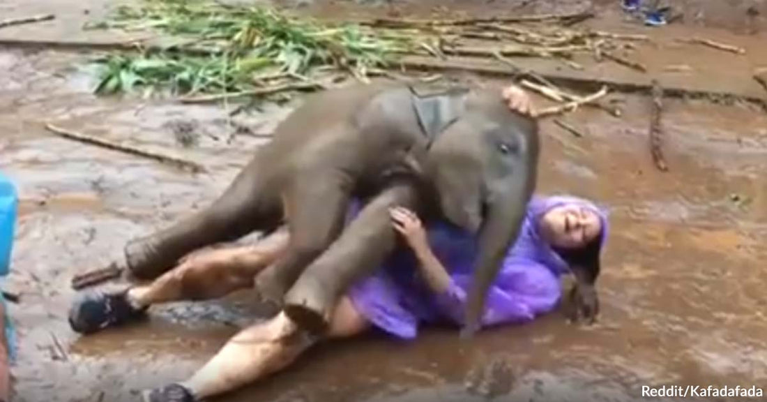 Watch The Playful Interaction Between a Tourist and a Cuddle-Loving Baby Elephant