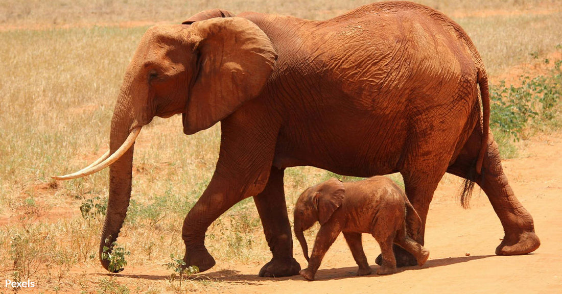 How Sound Mapping Technology Is Saving Endangered Species from Poachers