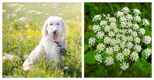 Poison Hemlock Is Toxic To People & Pets, And It Is Blooming All Over The U.S.