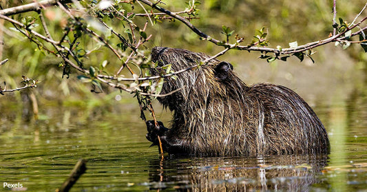 Poland's Prime Minister Blames Beavers for Deadly Floods