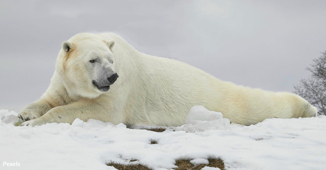 Alaskan Polar Bear's Death Marks First Known Case of Avian Influenza in the Species