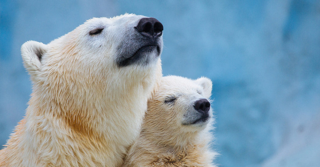Polar bear and cub with eyes closed, resting close together against a blue, icy background.