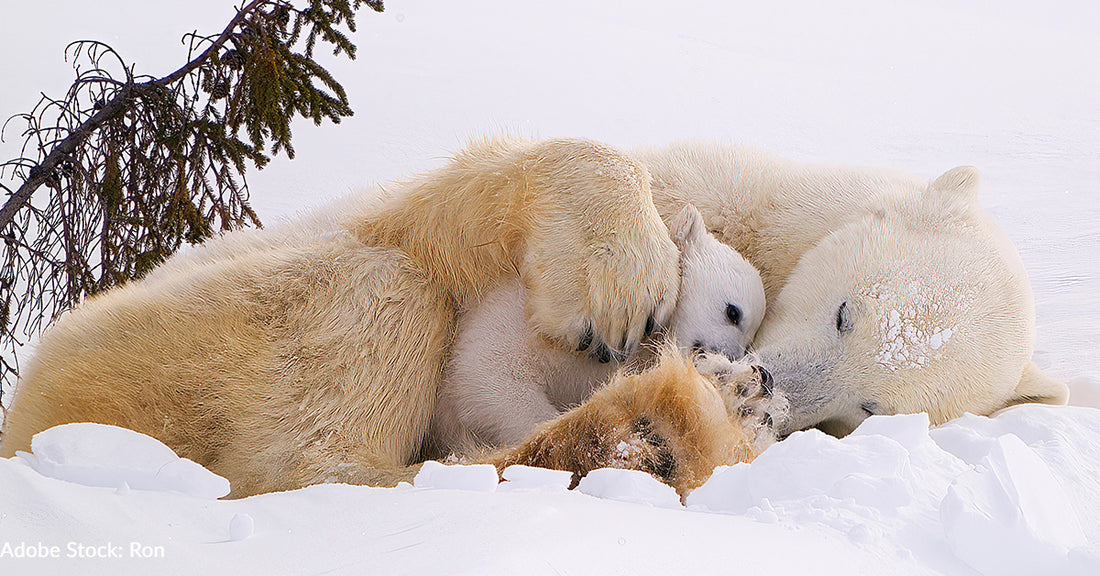 Polar Bear Cub Is Melting Hearts By Snuggling Into Mama Bear In Viral Video