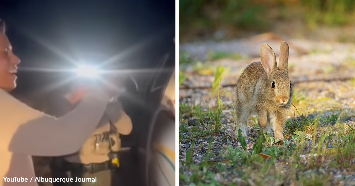 Villing Rabbit Four Officers Lose Their Badges After Viral Video Showing Deputy ...