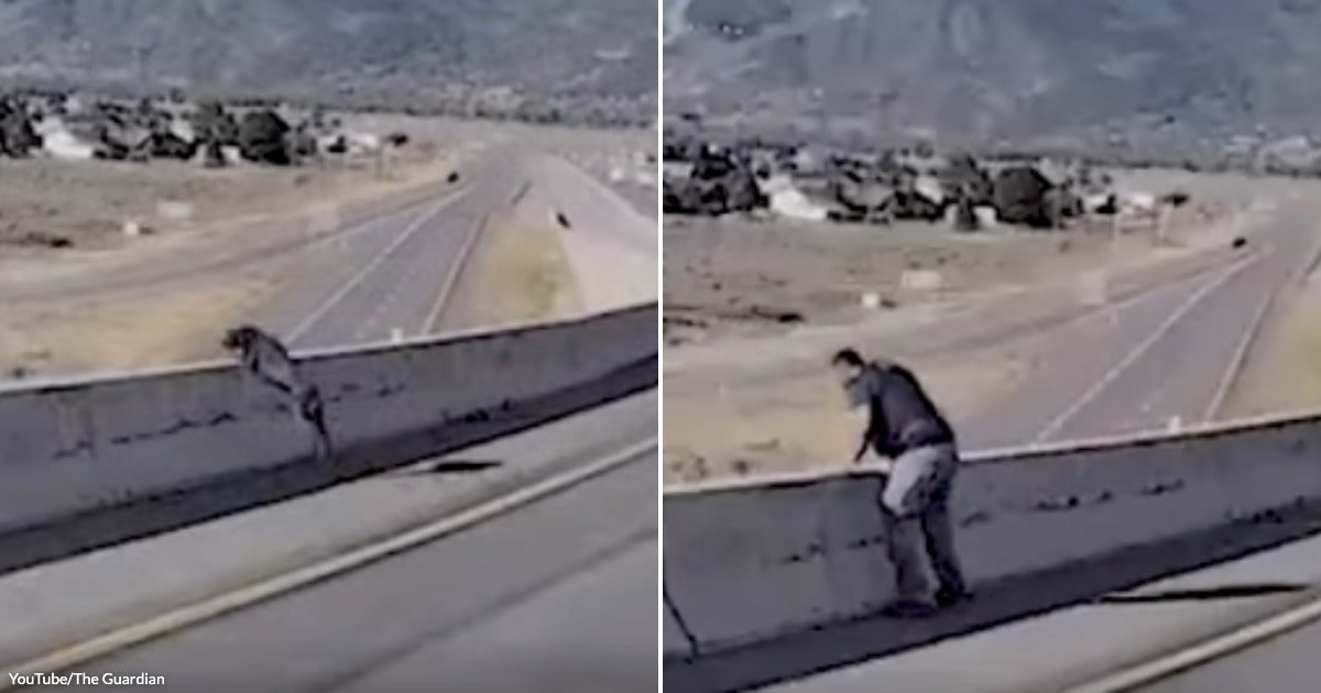 Two-Year-Old Police Dog Leaped Off a Freeway Overpass and Fought His Way Back From Two Broken Legs and a Fractured Jaw