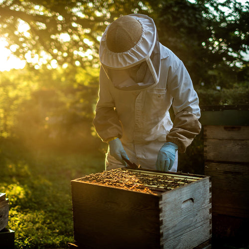 Beekeeper wearing a veil and gloves examines a hive box glowing in warm evening light.