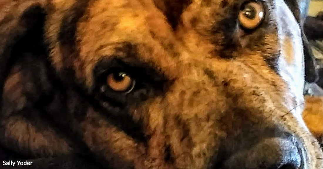 Extreme close-up of a large dog’s face showing amber eyes, brindle fur pattern, and black nose in soft indoor light.