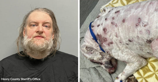Split image showing a mugshot-style photo of a long-haired bearded man beside an injured white dog lying on bedding.