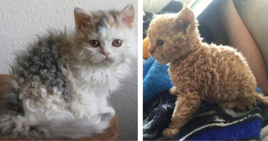 20 Poodle Cats That Are So Fluffy You'll Squeal