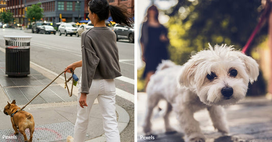 Why You Should Clean Up After Your Pet During International Pooper Scooper Week And All Throughout The Year