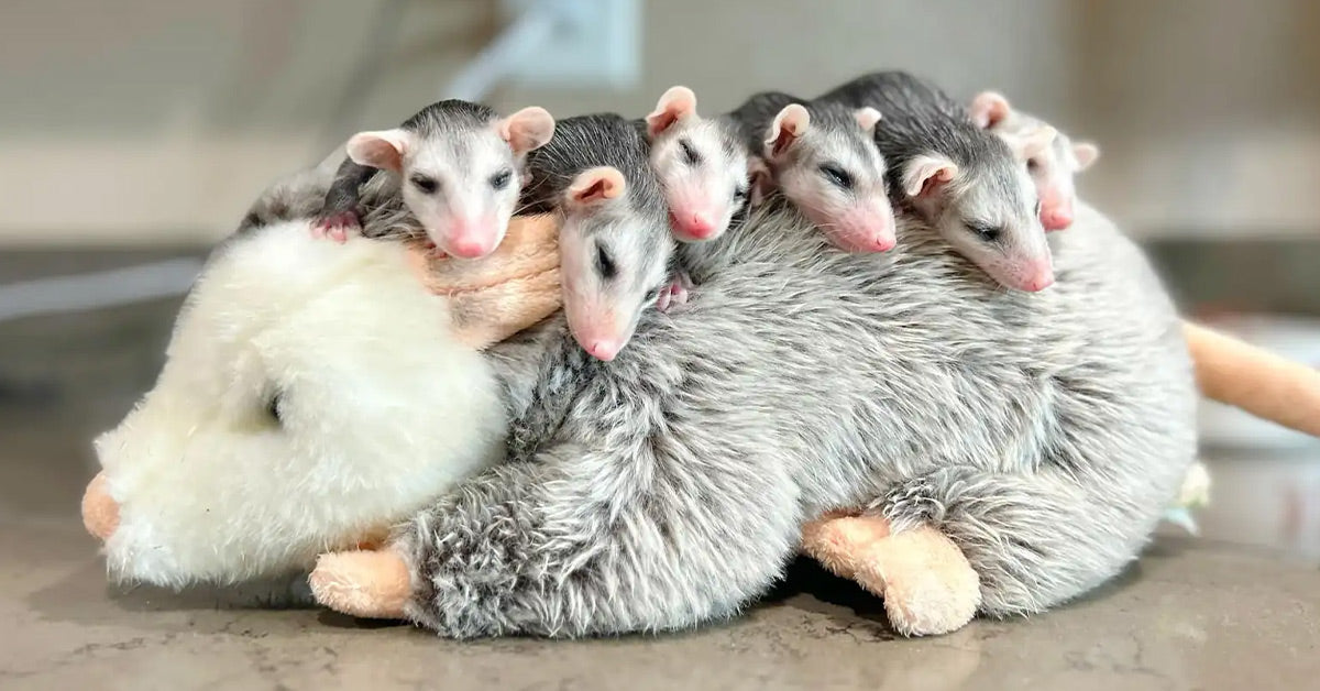 Orphaned Opossum Infants Cling To Stuffed Animal After Shedding Mother Orphaned Opossum Infants Cling To Stuffed Animal After Shedding Mother