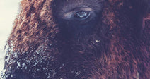 Save American Bison From Public Land Eviction
