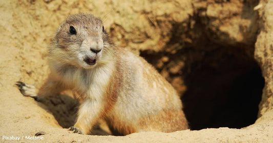 Study Shows That Prairie Dogs Are 'Home Security Systems' for Birds