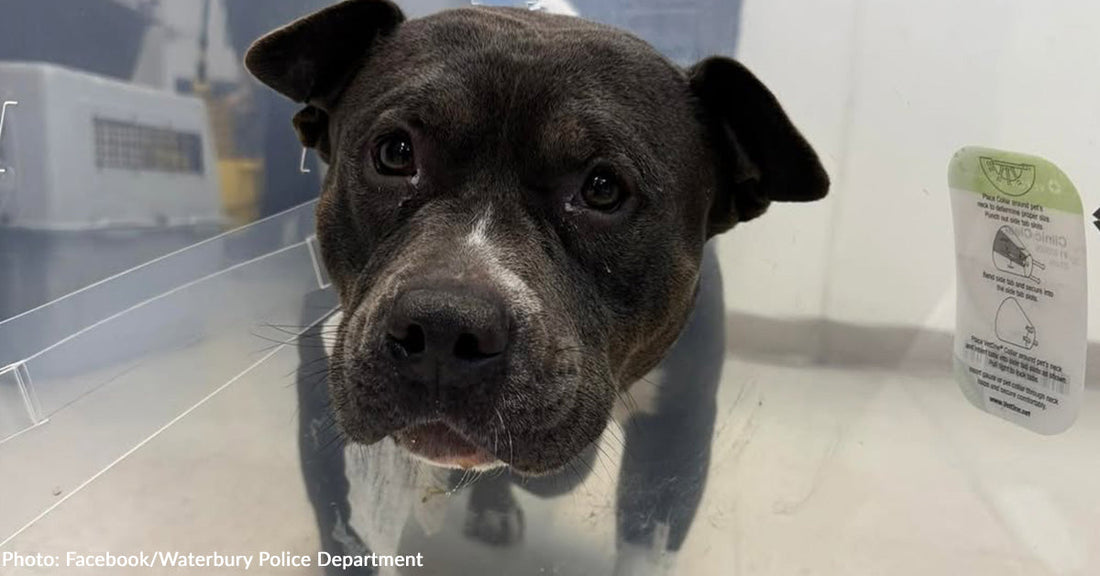 Pregnant Pit Bull in Labor Found Tied to Pole Struggling to Survive