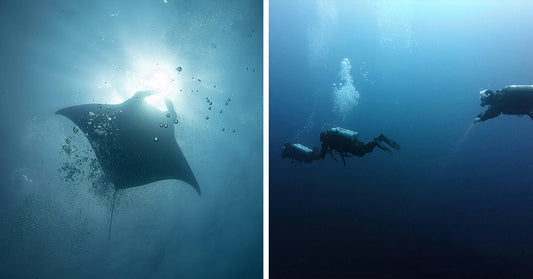 Ancient Marine Reptile Unearthed With Bizarre Bones and Killer Teeth